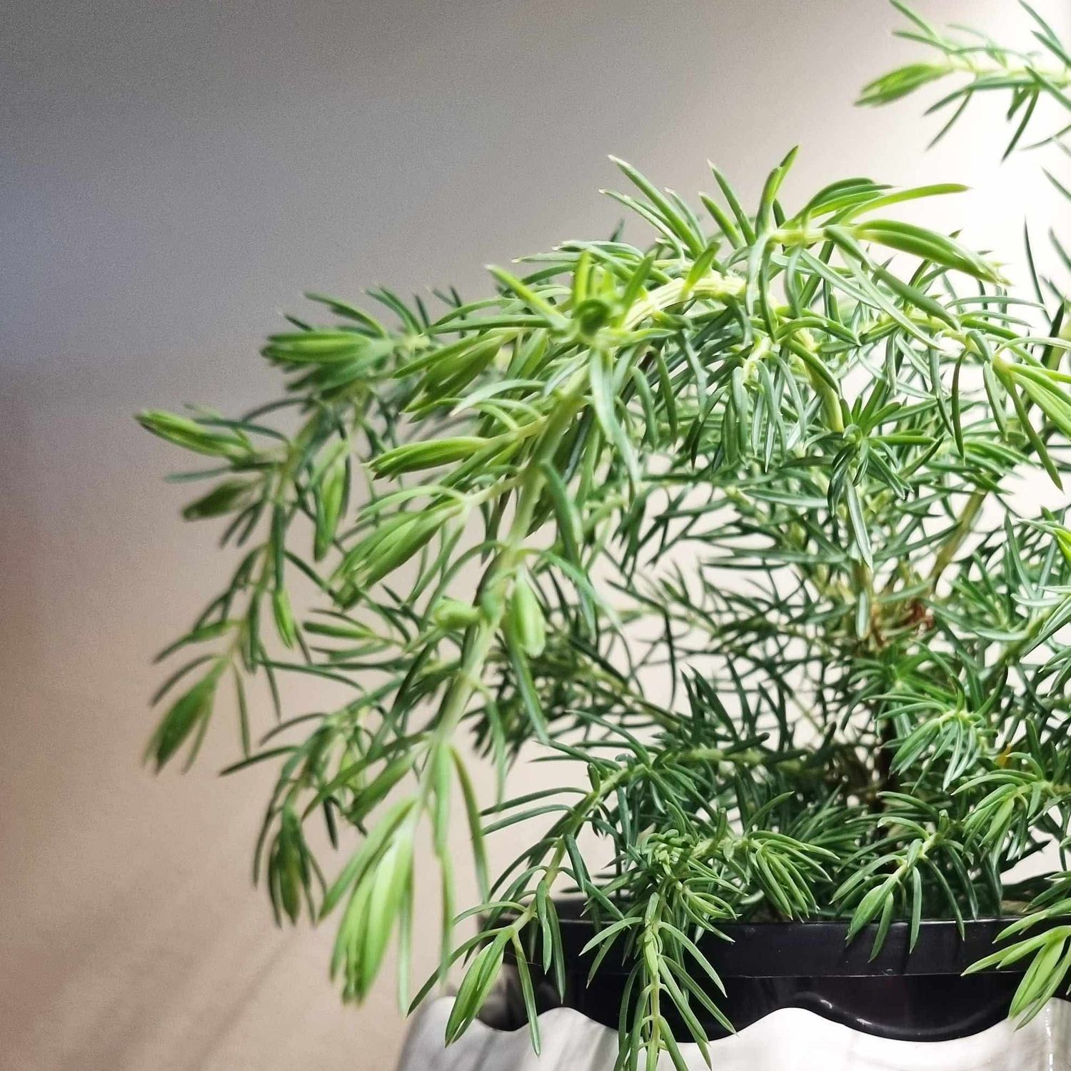 Plants