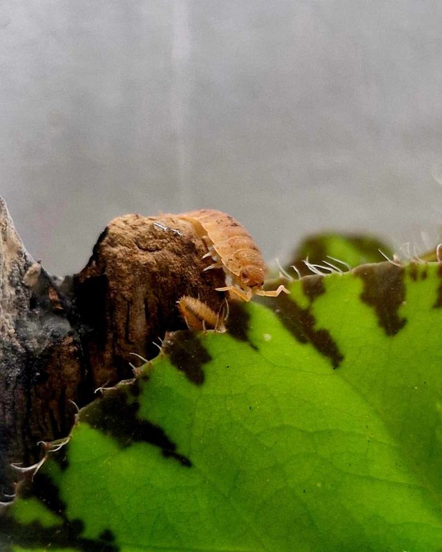 Isopod