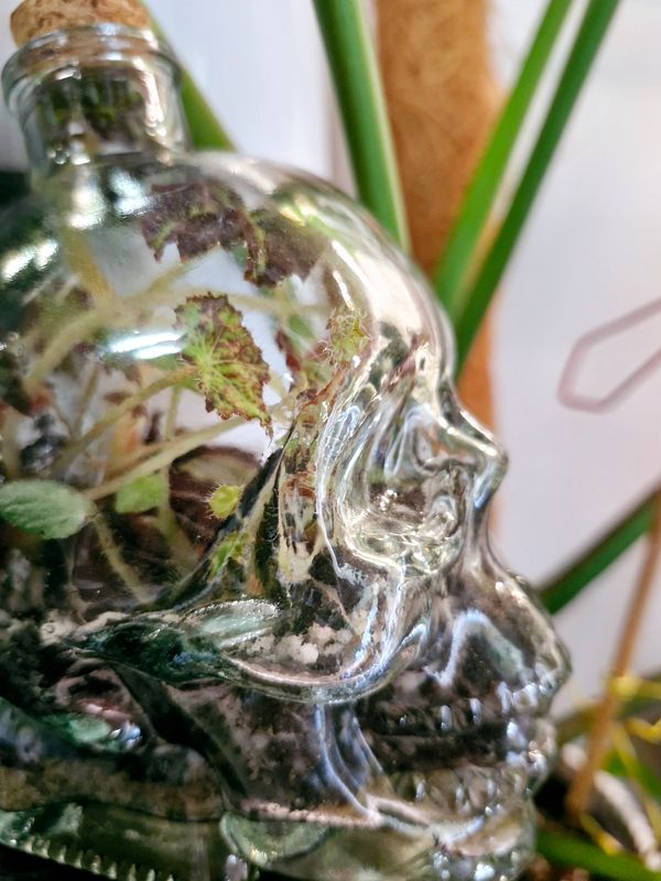Skull terrarium