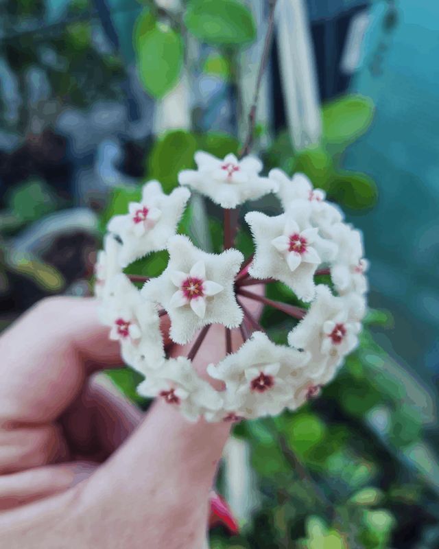 Hoya