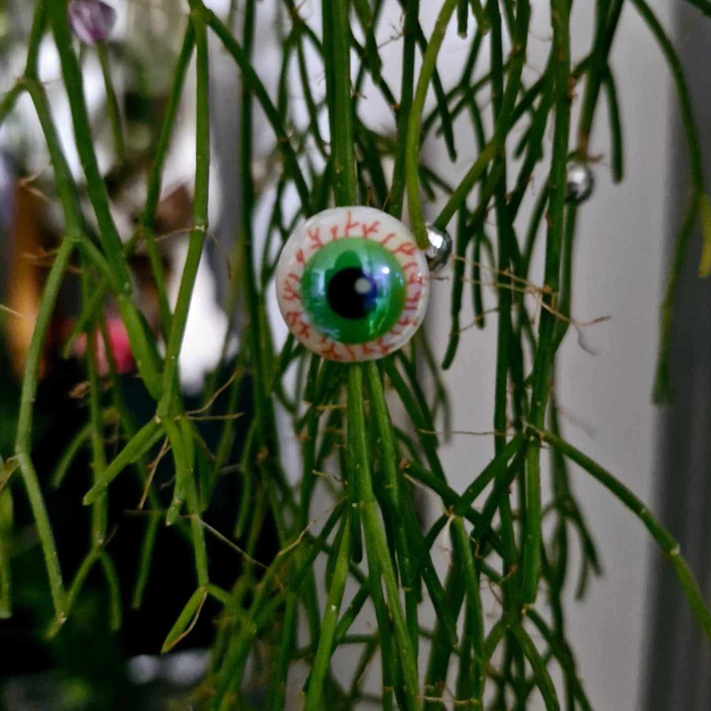 Bead plant