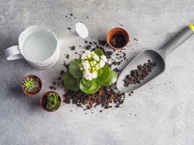 Plant Care &amp; Accessories