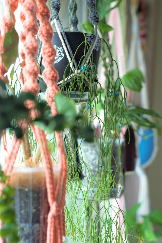 Plants