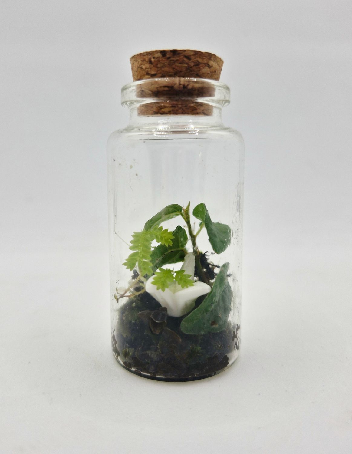 Sprout Terrarium