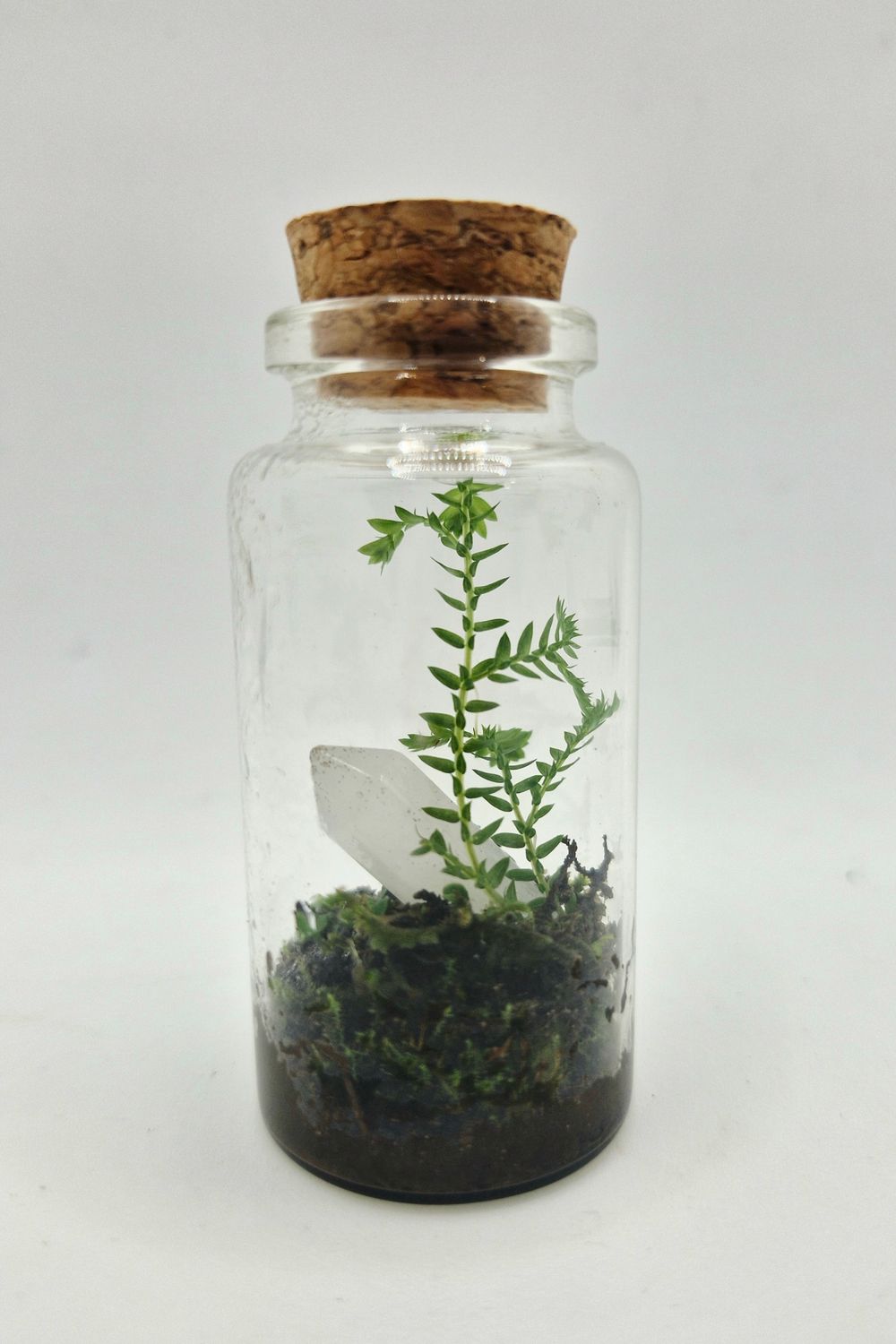 Sprout Terrarium