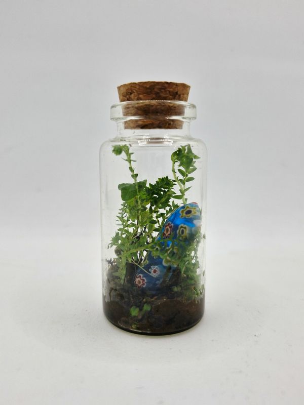 Sprout Elixir Terrarium