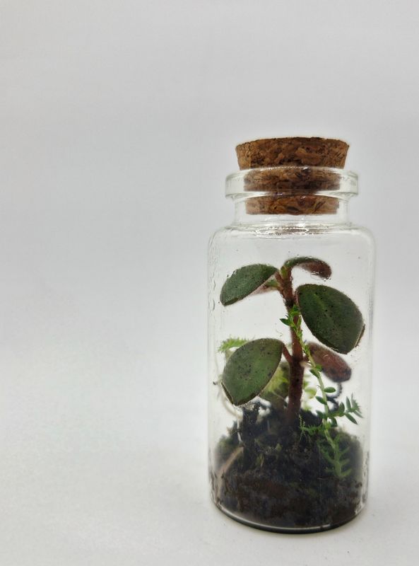 Sprout Terrarium