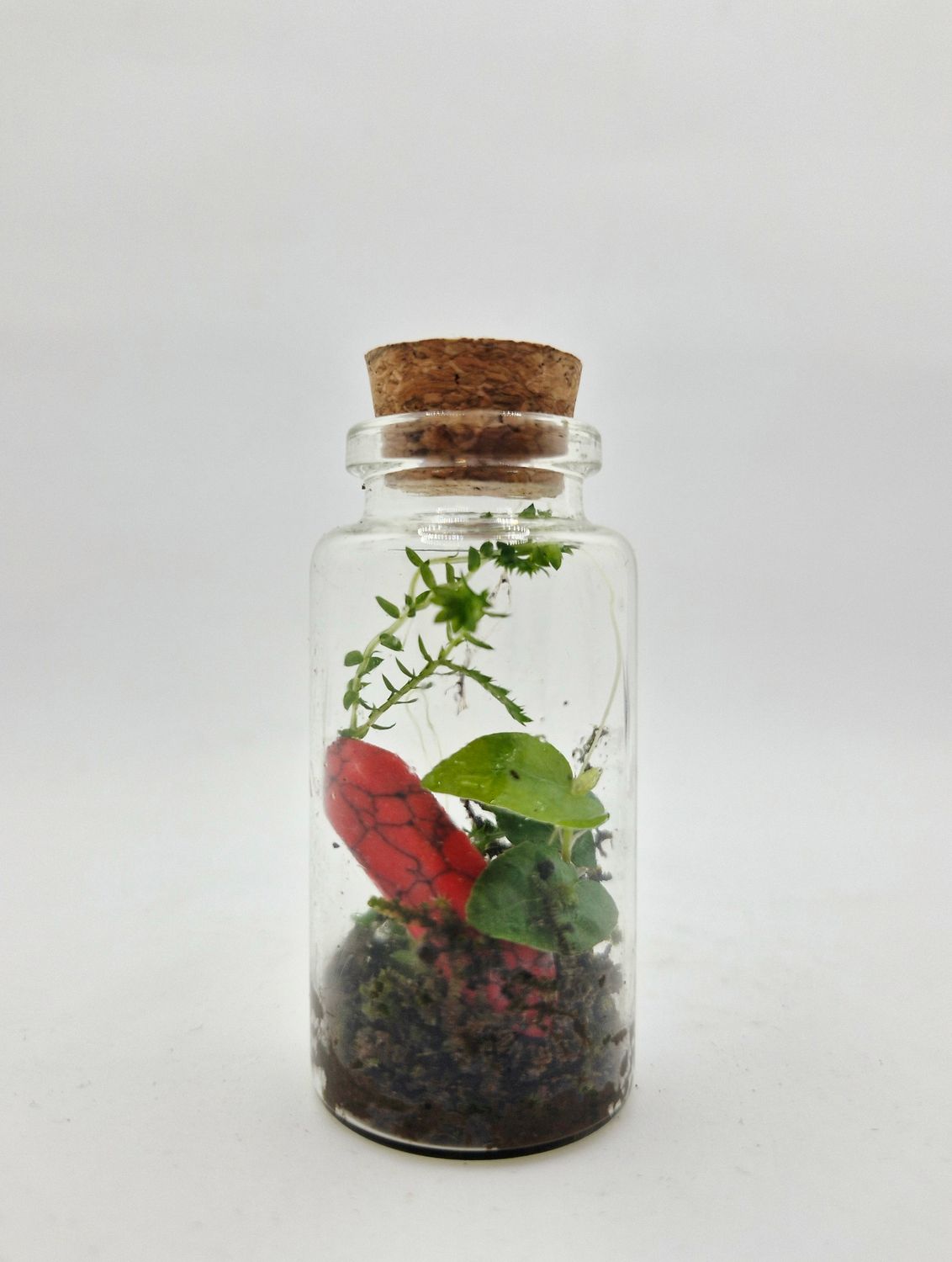 Sprout Elixir Terrarium