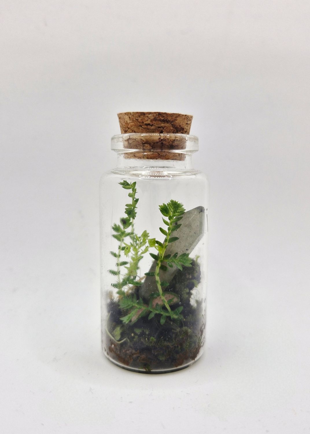 Sprout Elixir Terrarium