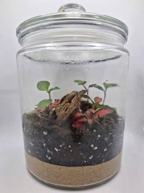 Medium Botanical Bioactive Terrarium