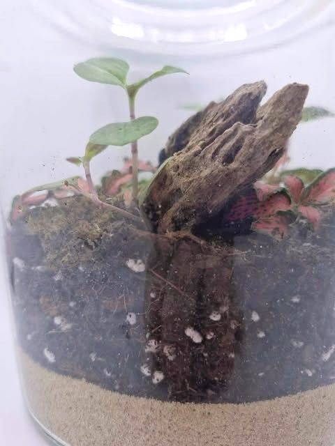 Medium Botanical Bioactive Terrarium