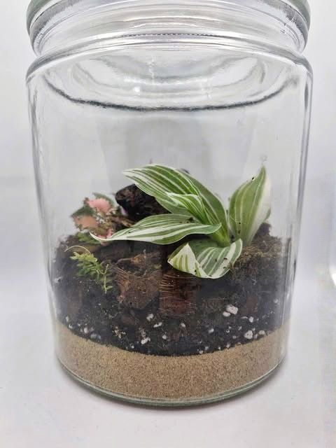 Medium Botanical Bioactive Terrarium