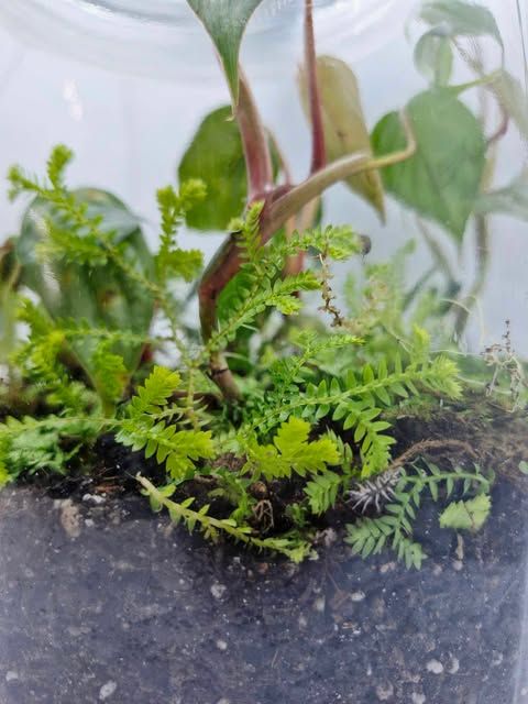 Garden Bioactive Terrarium- Small