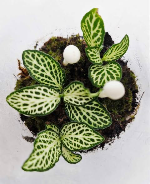 Tropical Terrarium - Mini