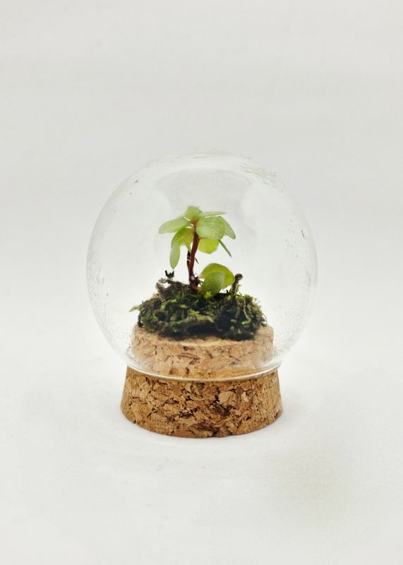Sprout Globe Terrarium