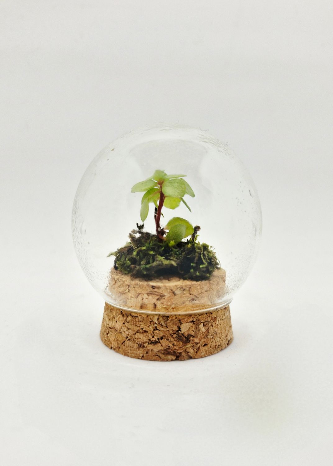 Enchanted Globe Terrarium
