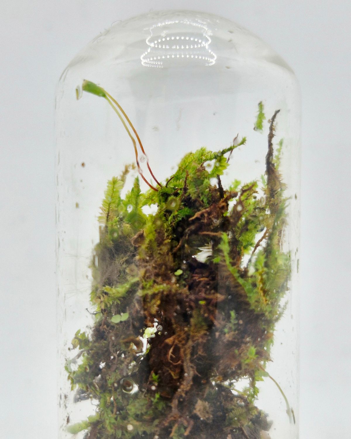 Pocket Lotus Terrarium