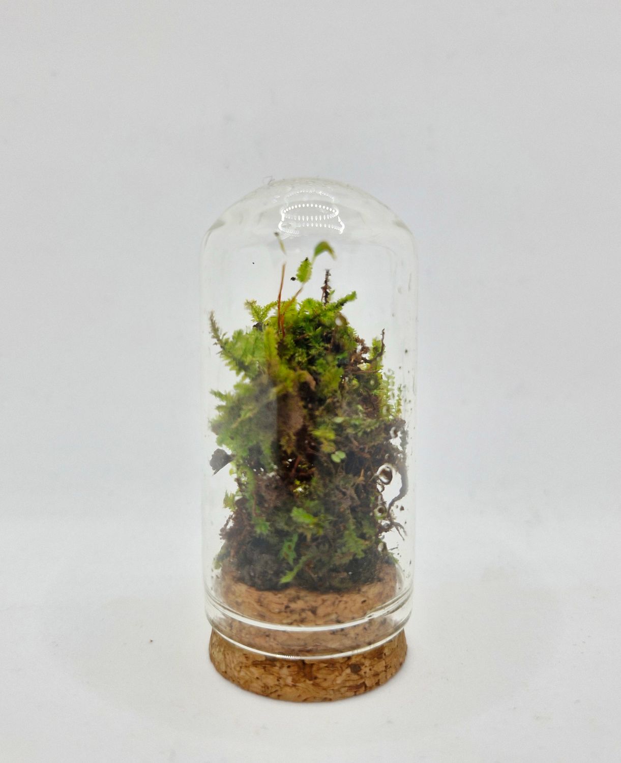 Pocket Lotus Terrarium