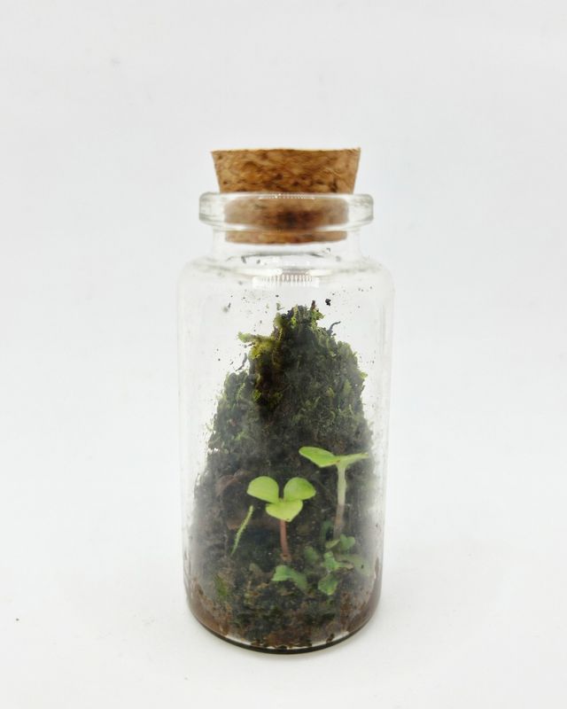 Sprout Acorn Terrarium