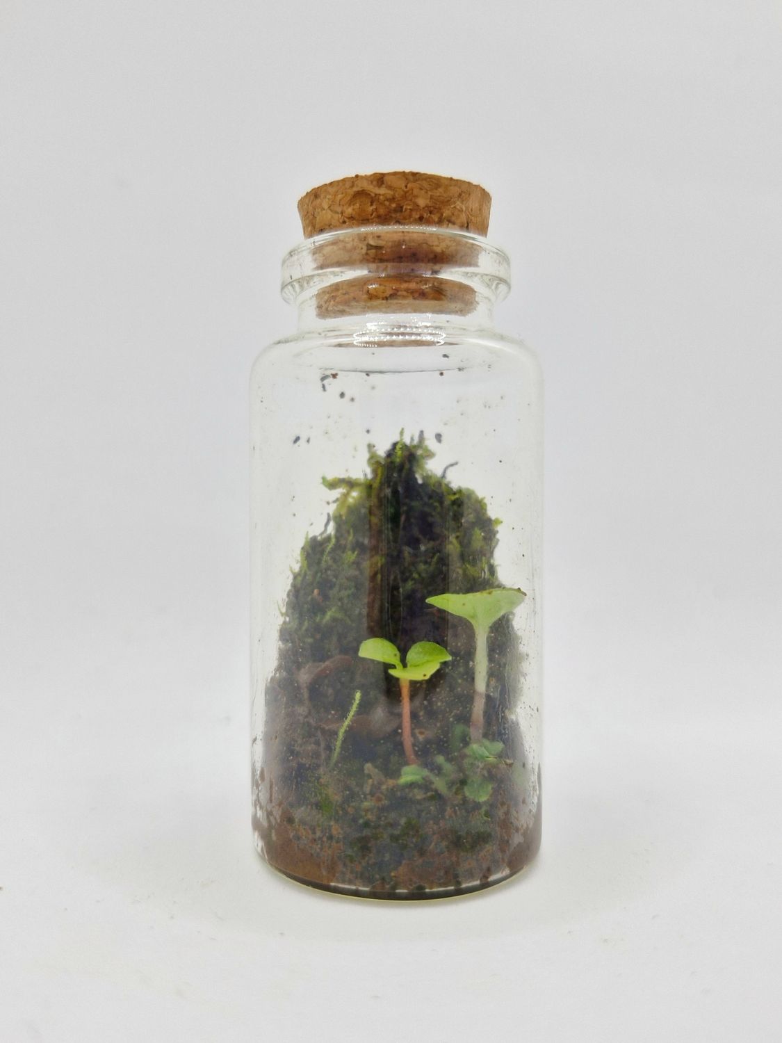 Sprout Elixir Terrarium
