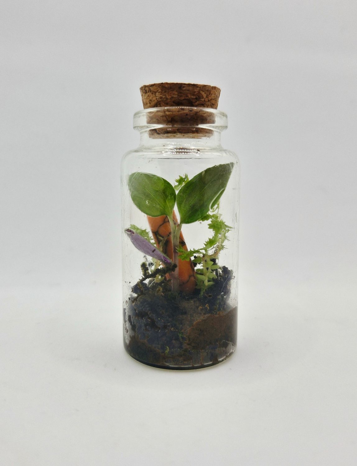 Sprout Elixir Terrarium