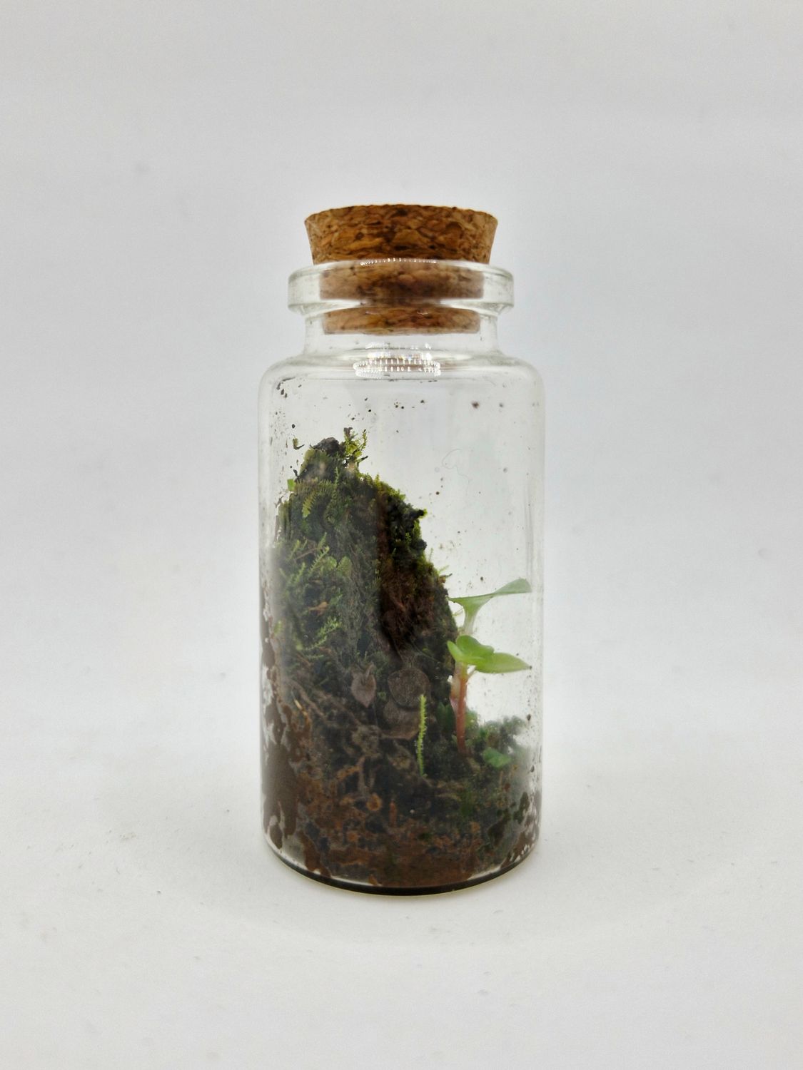 Sprout Elixir Terrarium