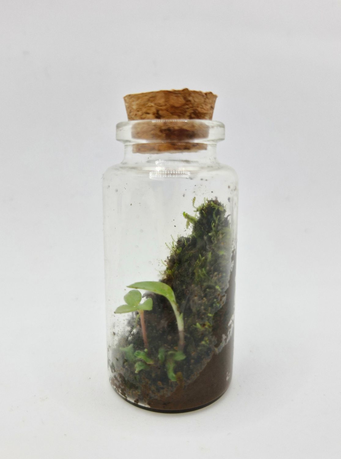 Sprout Elixir Terrarium