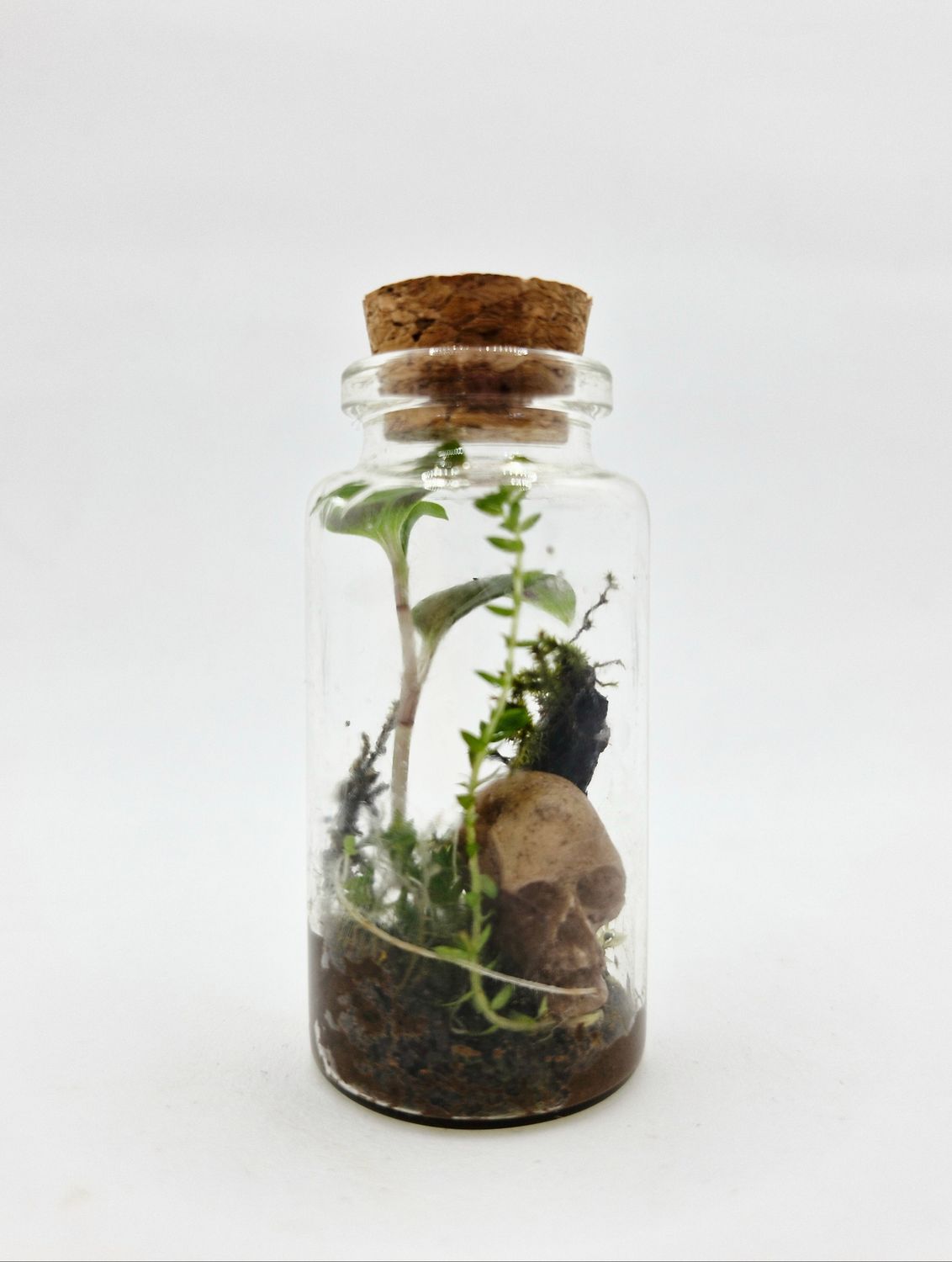 Sprout Elixir Terrarium