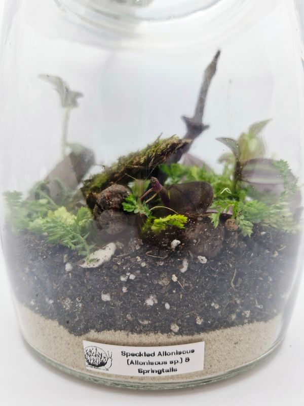 Medium Garden Bioactive Terrarium