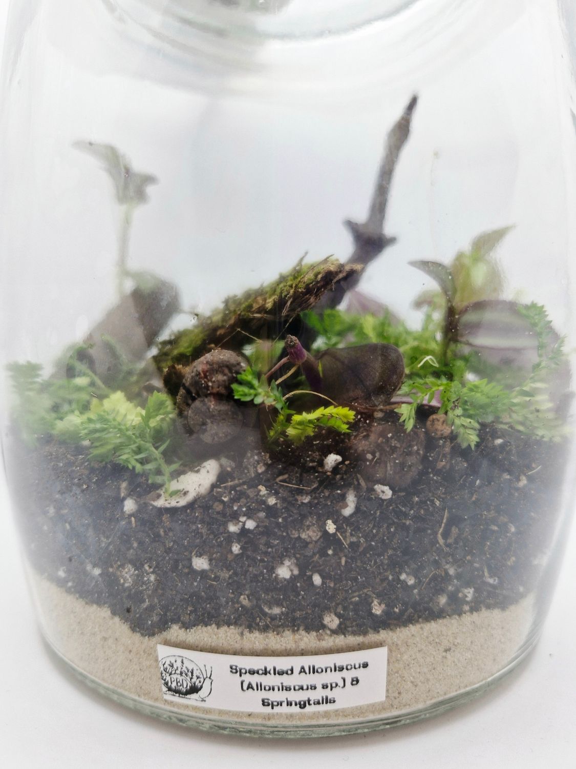Medium Garden Bioactive Terrarium