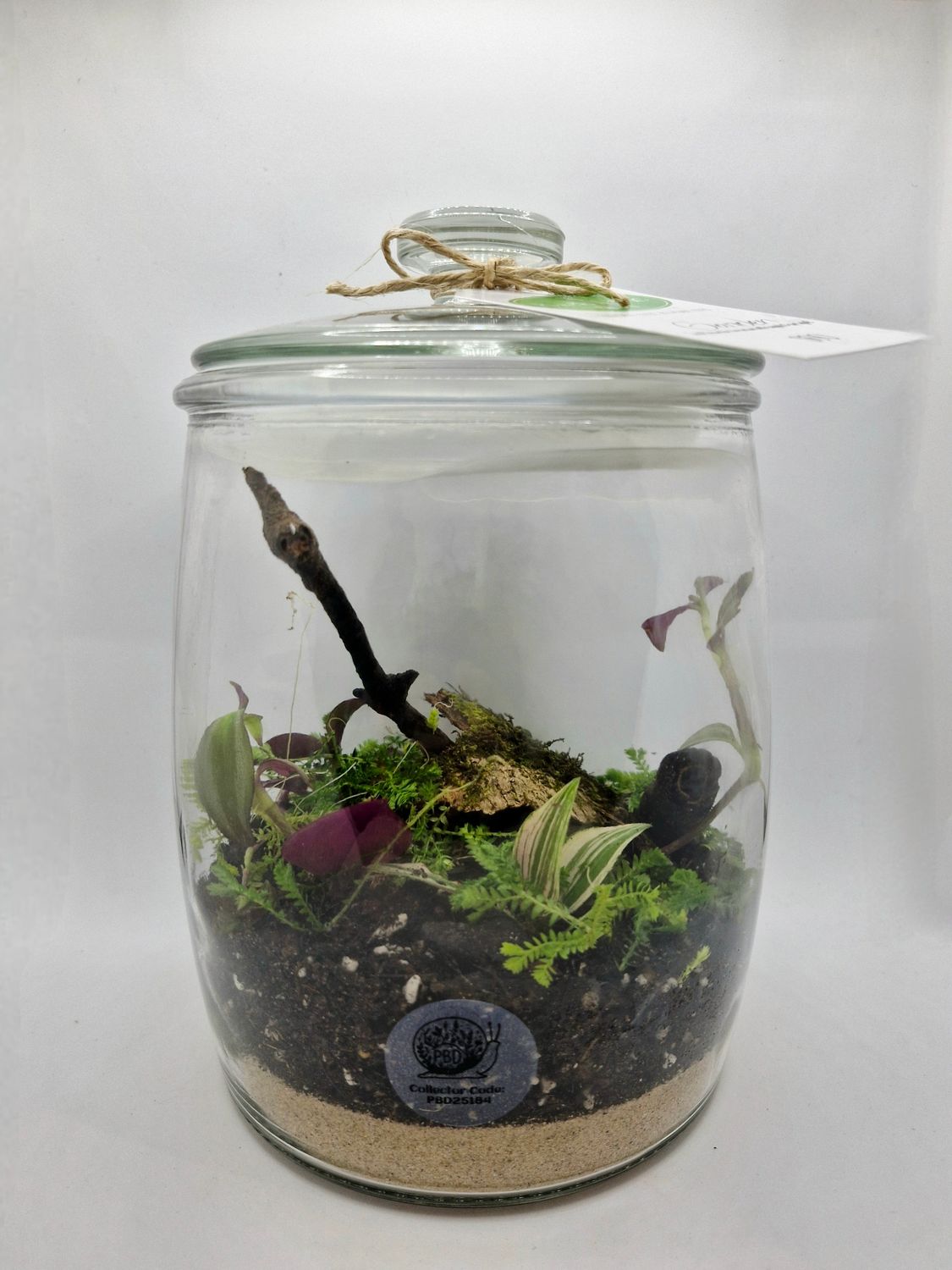 Medium Garden Bioactive Terrarium