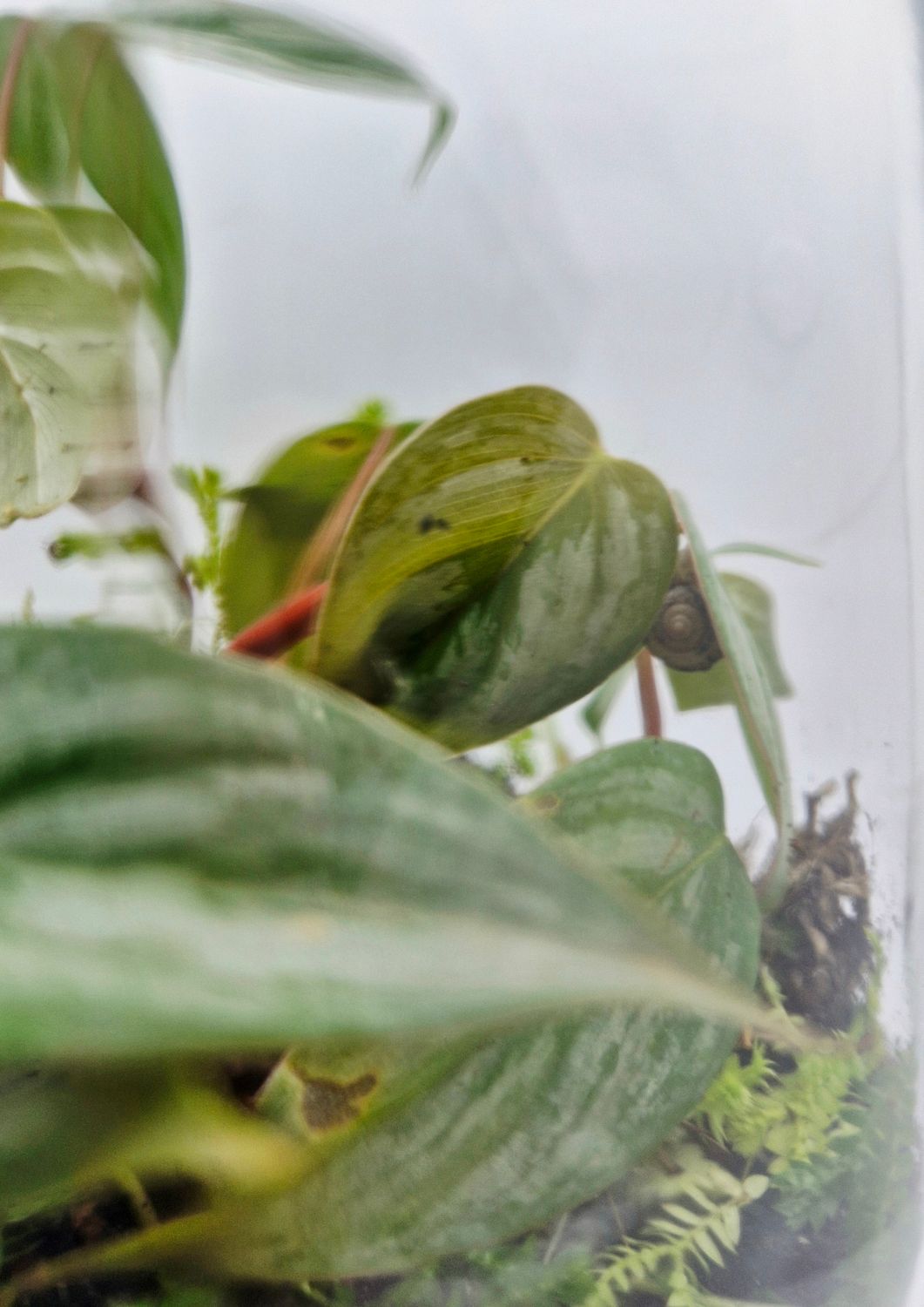 Large Garden Bioactive Terrarium