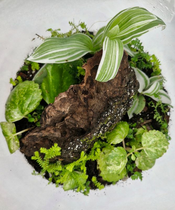 Large Garden Bioactive Terrarium