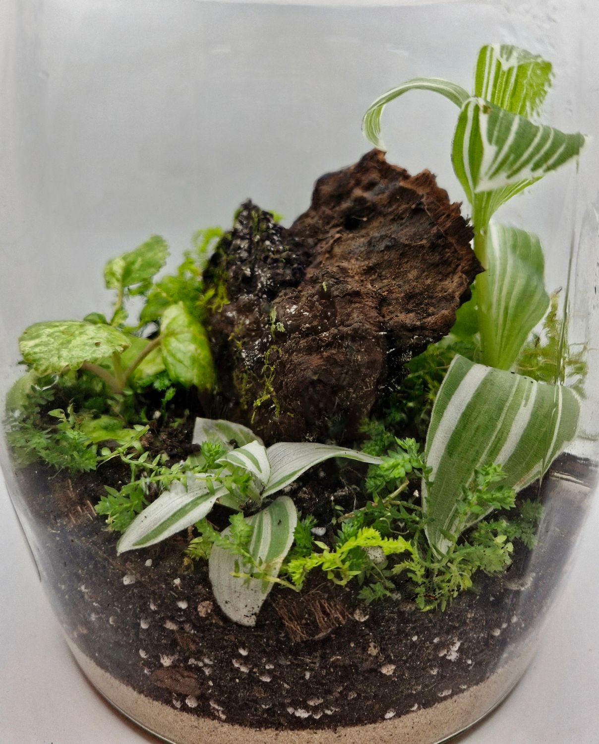 Large Garden Bioactive Terrarium