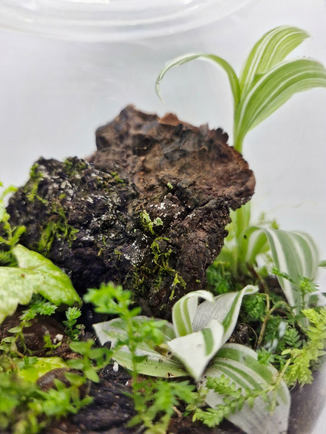 Large Garden Bioactive Terrarium