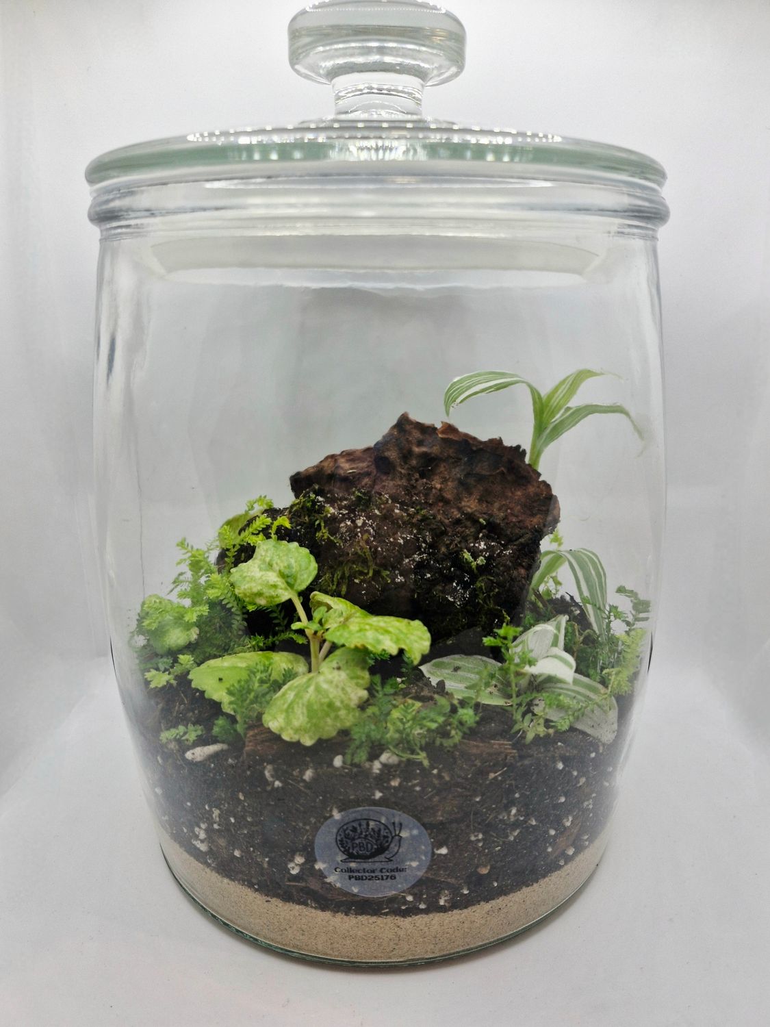 Large Garden Bioactive Terrarium