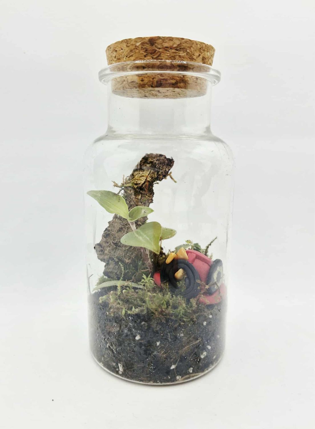 Pocket Tropical Terrarium