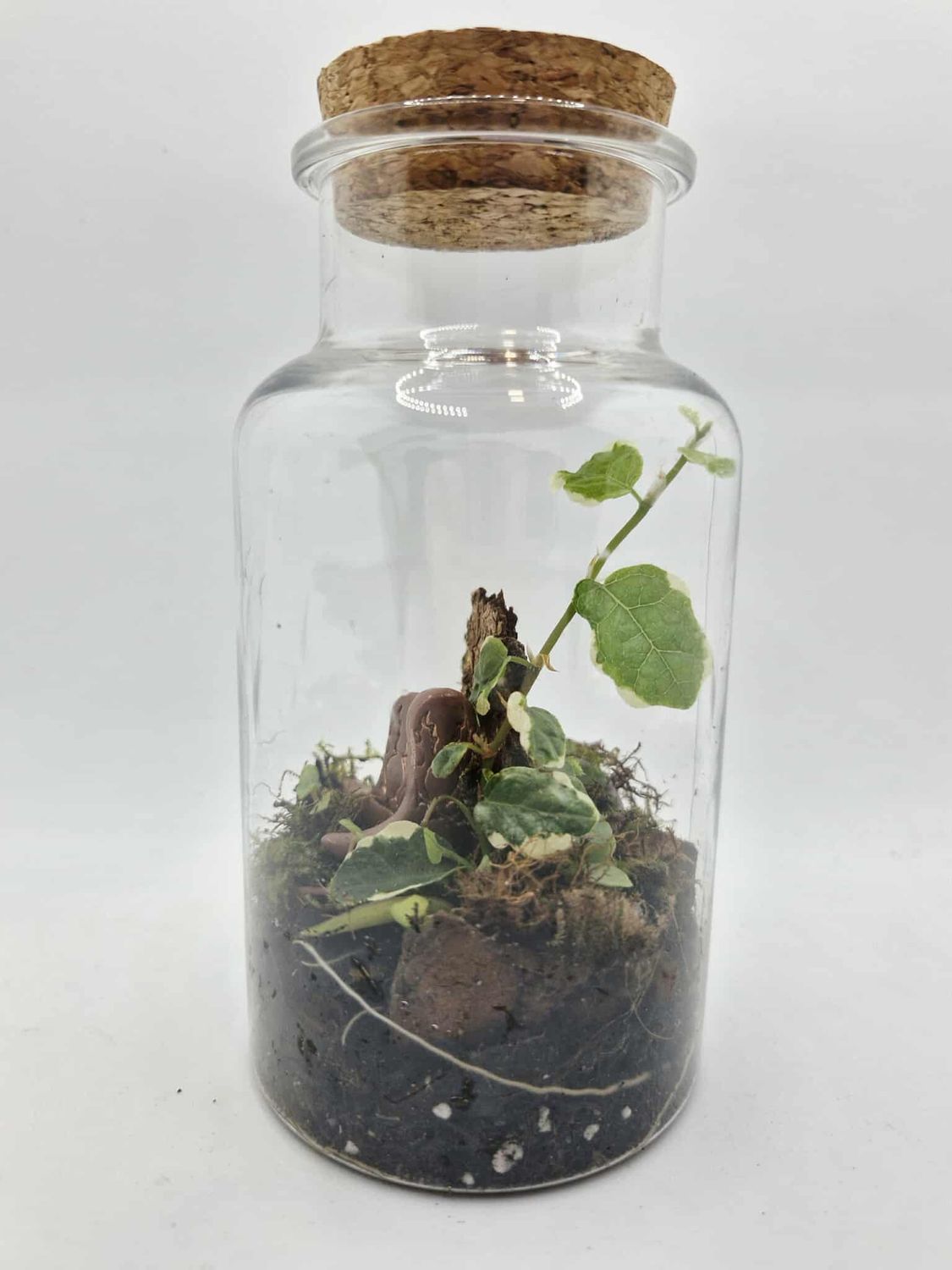 Pocket Tropical Terrarium