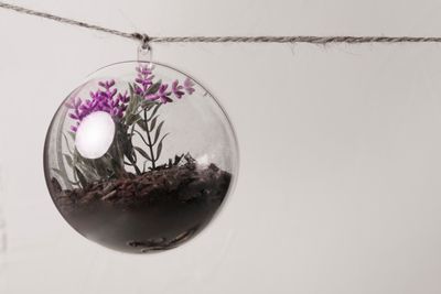 The Conservatory Terrariums