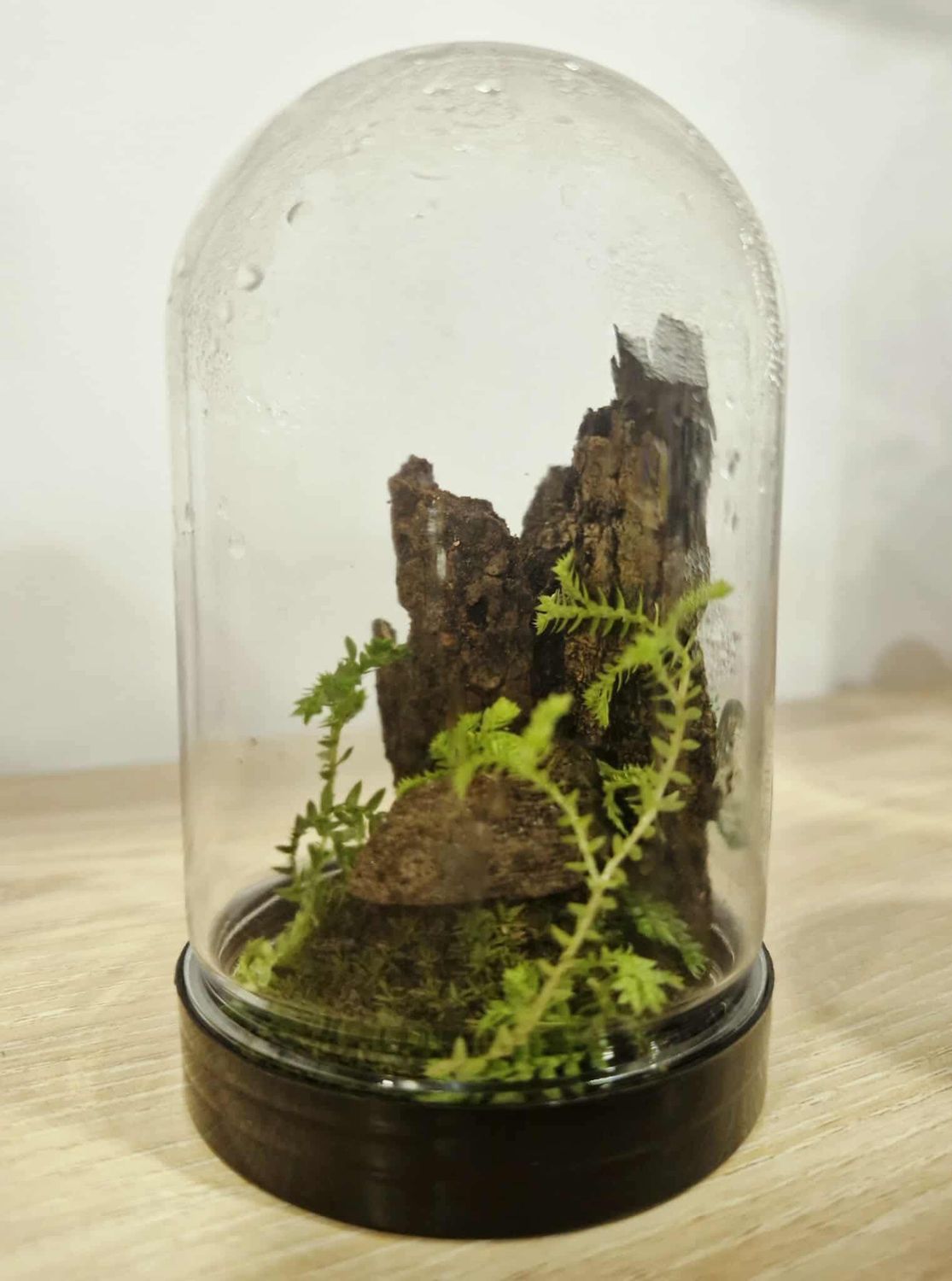 Pocket Dome Terrarium