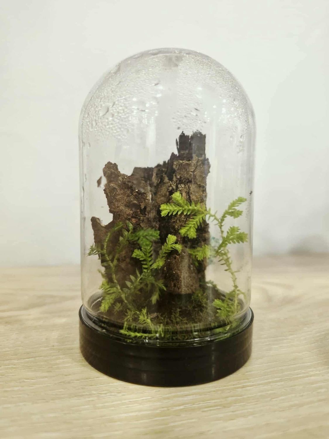 Pocket Dome Terrarium