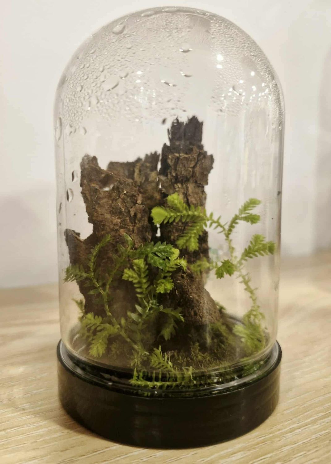 Pocket Dome Terrarium