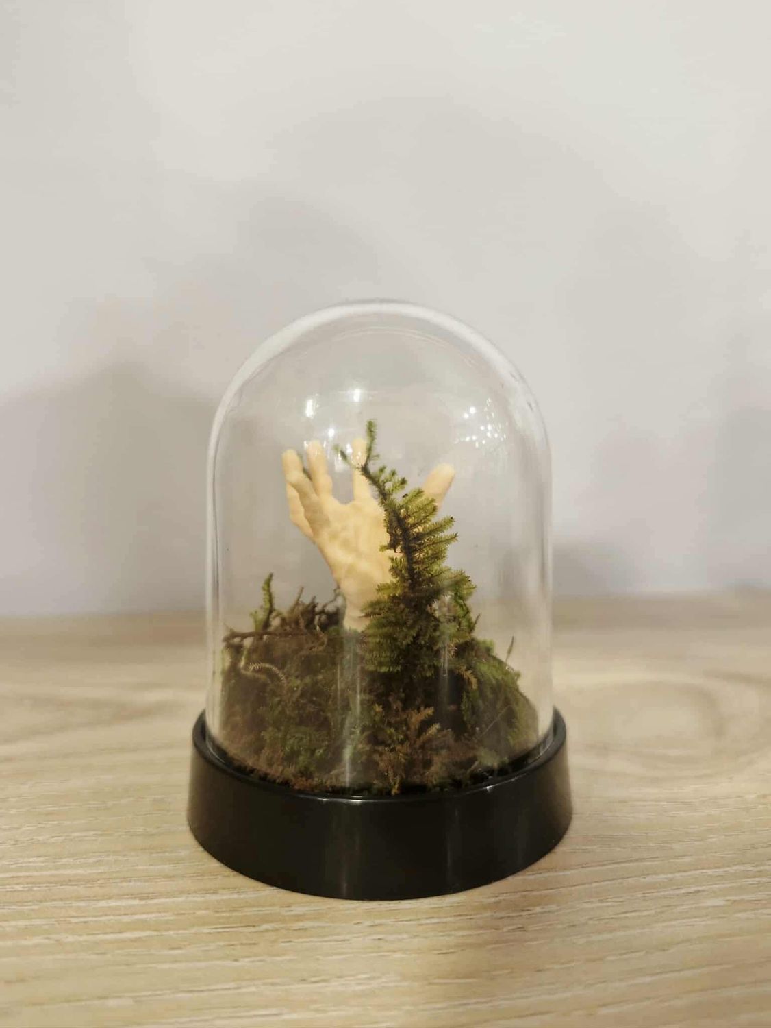 Sprout Dome Terrarium