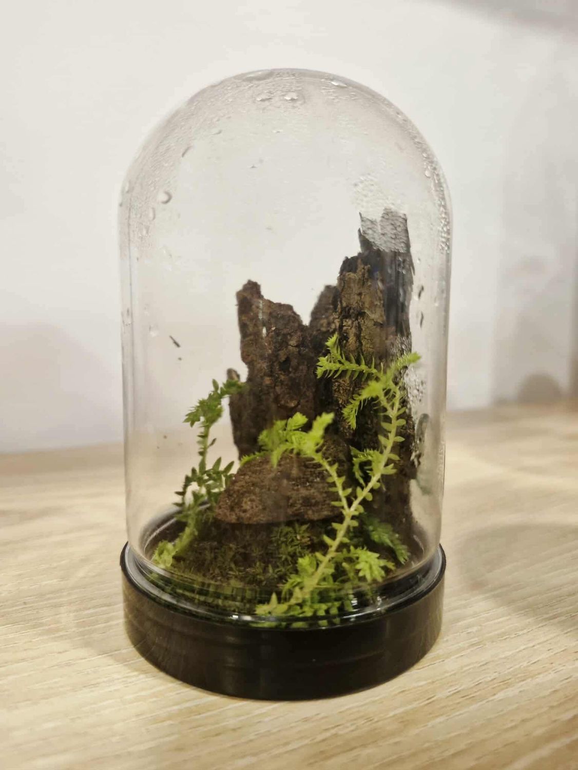 Pocket Dome Terrarium