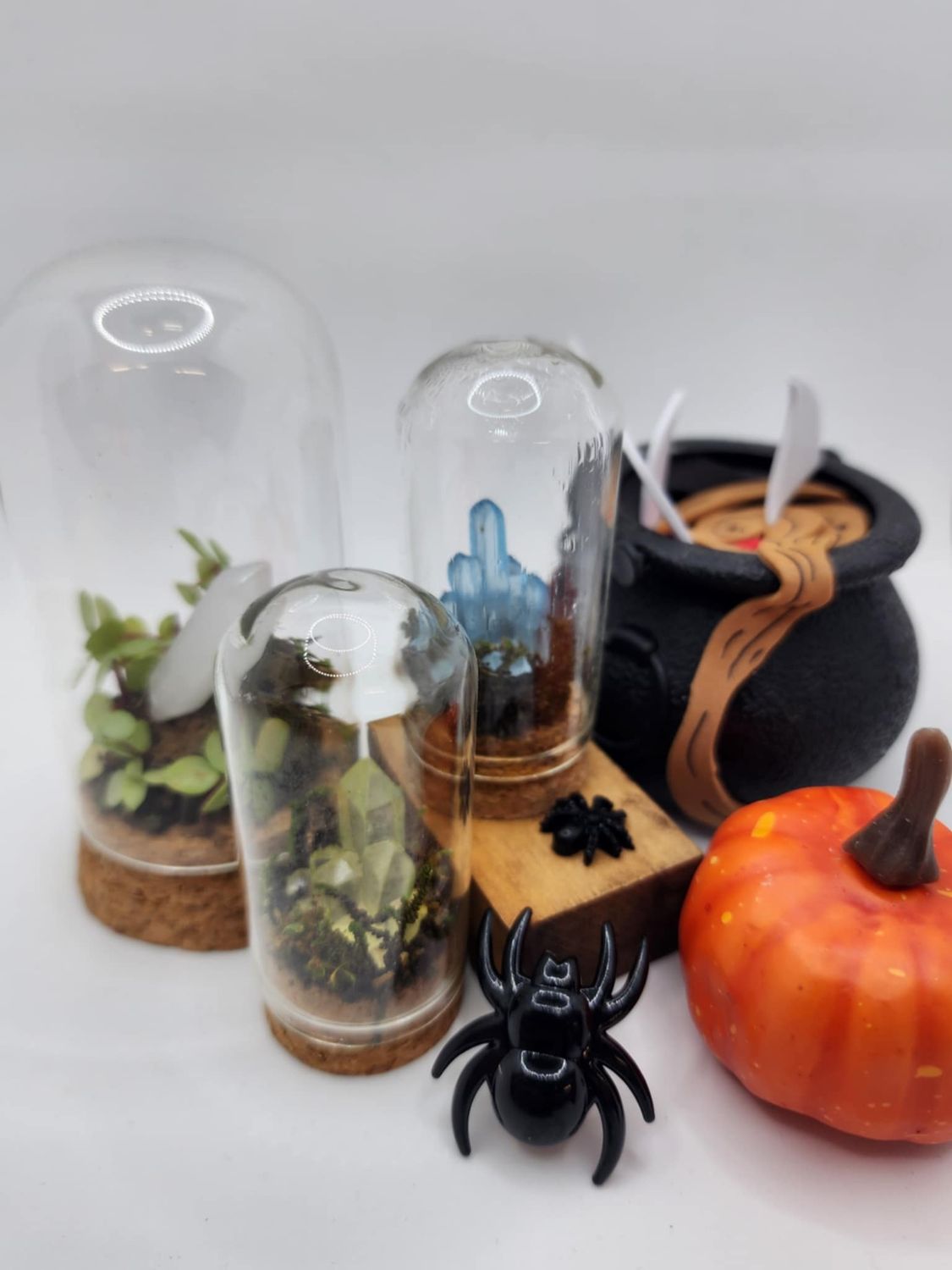 Pocket Lotus Terrarium