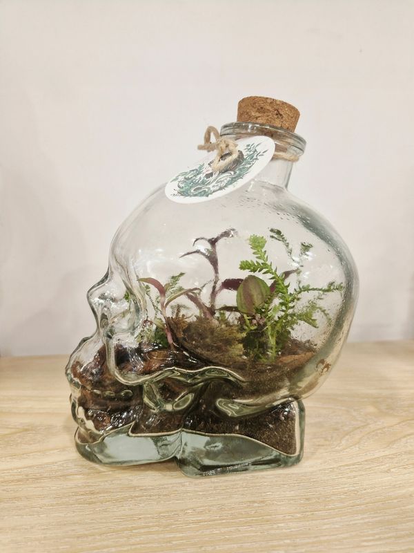 Petite Skull Terrarium