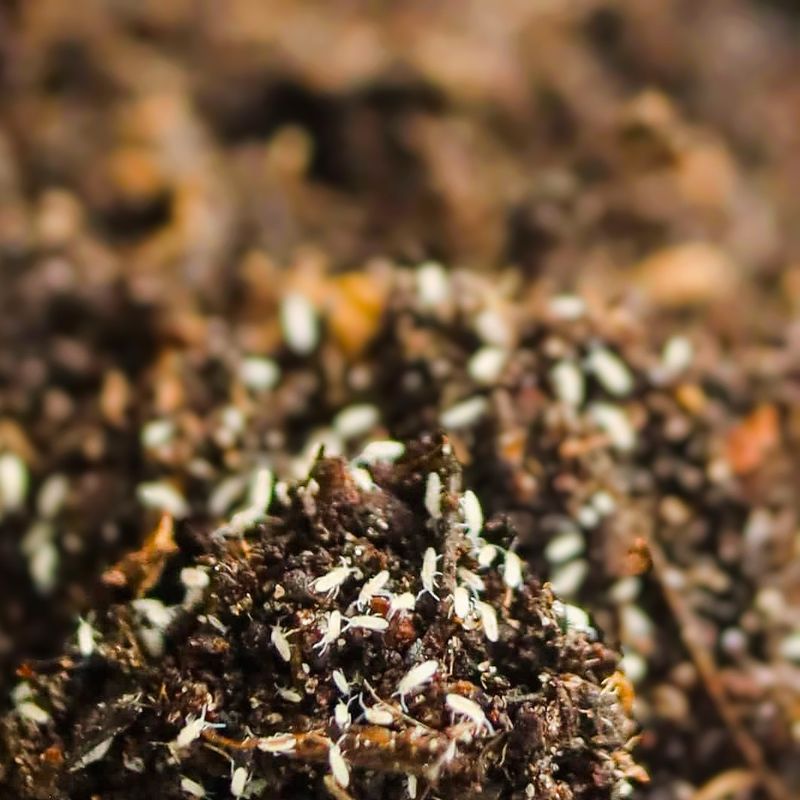 Springtails – The Ultimate Bioactive Terrarium Helper