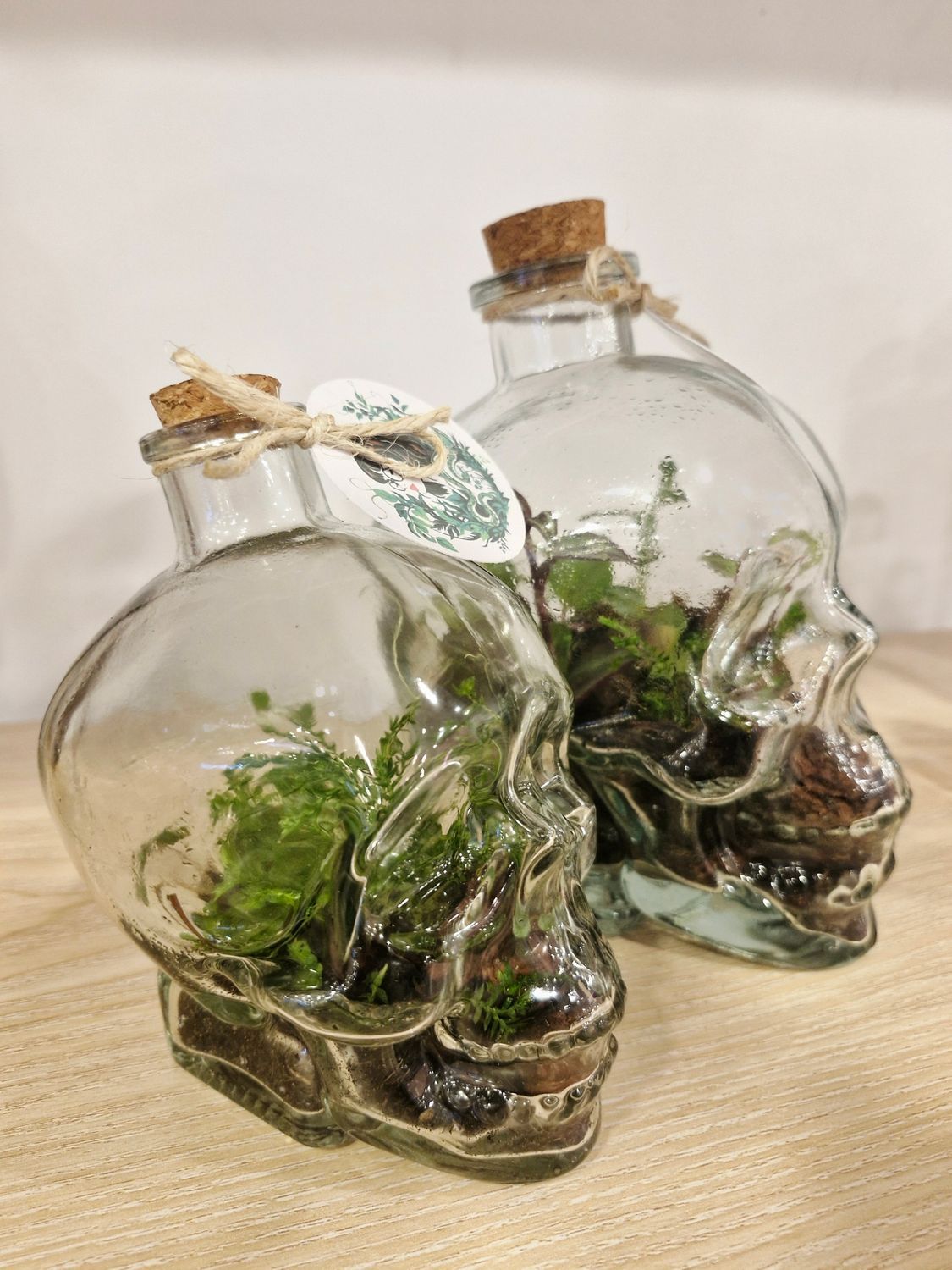 Mini Skull Bioactive Terrarium