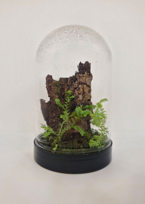 Pocket Dome Terrarium