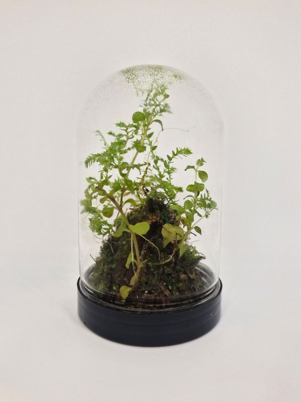 Pocket Dome Terrarium